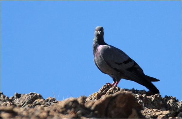 FELSENTAUBE, ROCK DOVE, COLUMBA LIVIA