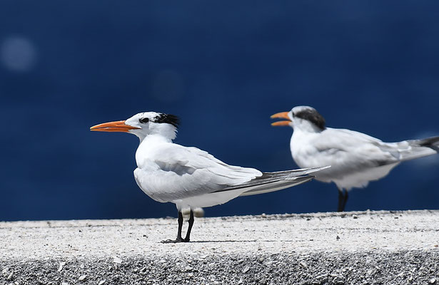 KÖNIGSSEESCHWALBE, ROYAL TERN, THALASSEUS MAXIMA