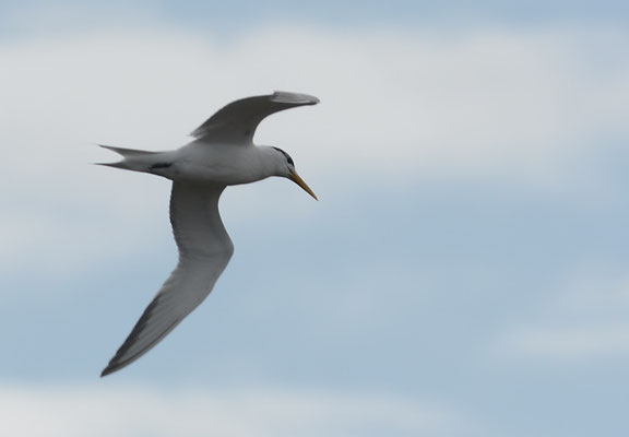 EILSEESCHWALBE, SWIFT TERN, THALASSEUS BERGII 