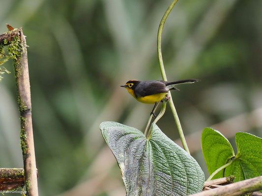 BRILLENWALDSÄNGER, SPECTACLED WHITESTART - MYIOBORUS  MELANOCEPHALUS