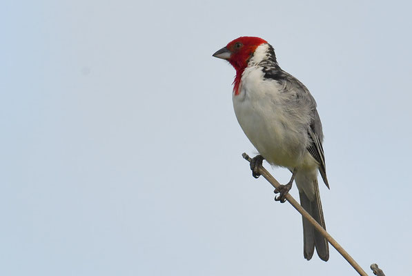 DOMINIKANERKARDINAL, RED-COWLED CARDINAL, PAROARIA DOMINICANA