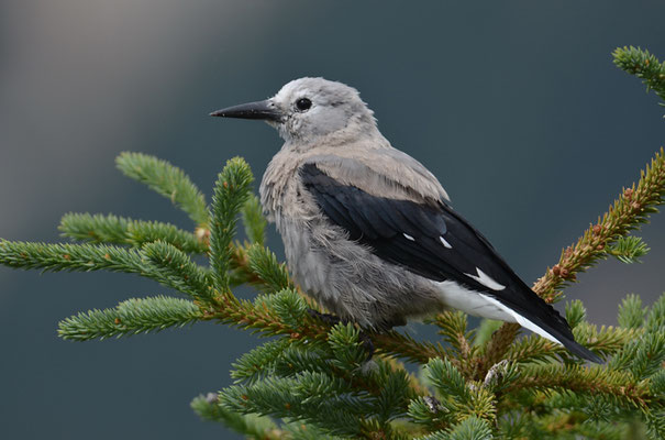 KIEFERNHÄHER, CLARK´S NUTCRACKER, NUCIFRAGA COLUMBIANA