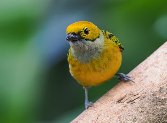 SILBERKEHLTANGARE, SILVER-THROATED TANAGER, TANGARA ICTEROCEPHALA