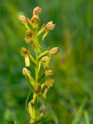 Grüne Hohlzunge (Coeloglossum viride)