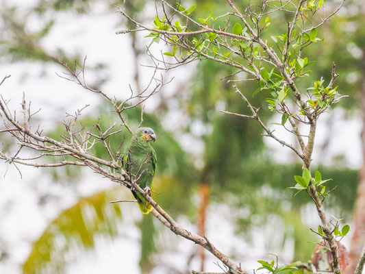 Venezuelaamazone, Orange-winged Amazon - Amazona amazonica