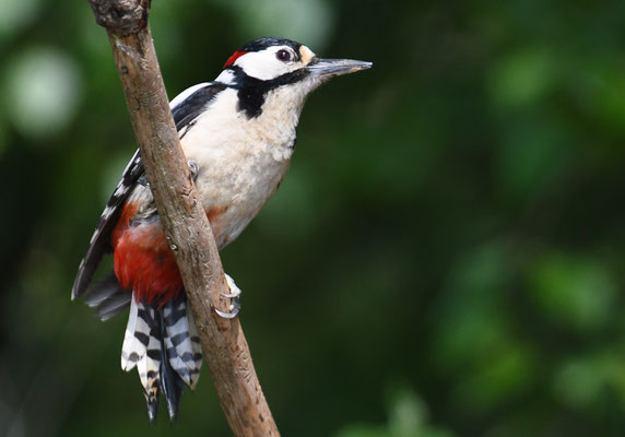 BUNTSPECHT, GREAT SPOTTED WOODPECKER, DENDROCOPOS MAJOR