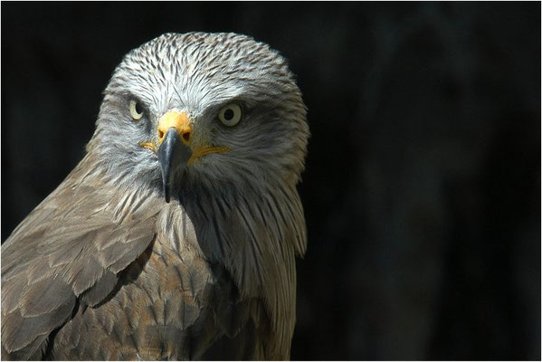 SCHWARZMILAN, BLACK KITE, MILVUS MIGRANS
