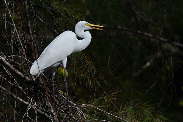 MITTLERER REIHER, INTERMEDIATE EGRET, MESOPHOYX INTERMEDIA