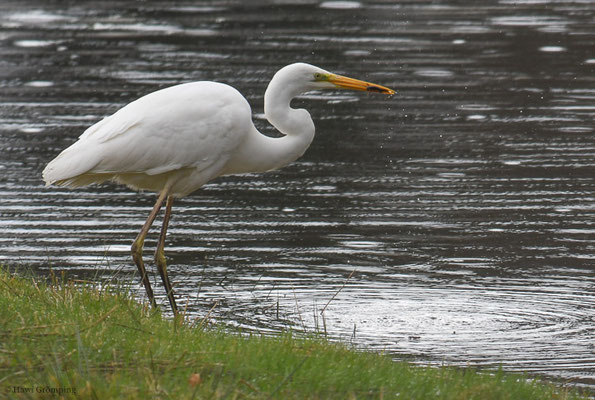 SILBERREIHER, GREAT EGRET, EGRETTA ALBA