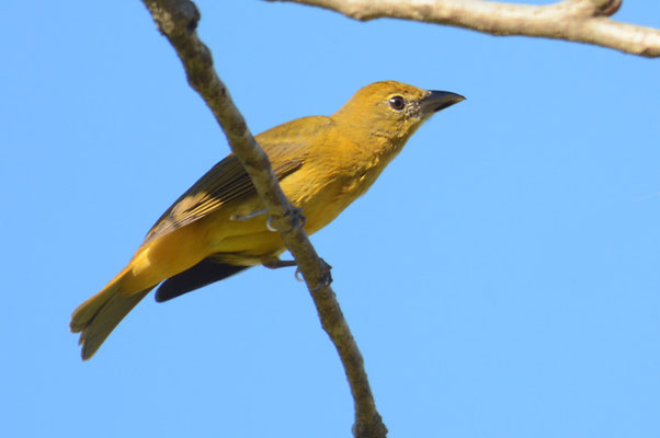 SOMMERTANGARE, SUMMER TANAGER, PIRANGA RUBRA