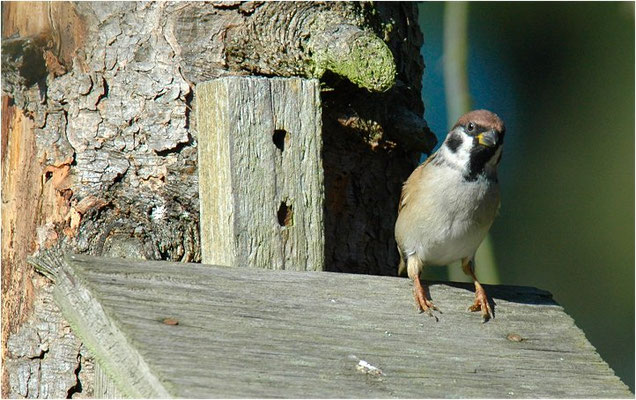 FELDSPERLING, TREE SPARROW, PASSER MONTANUS