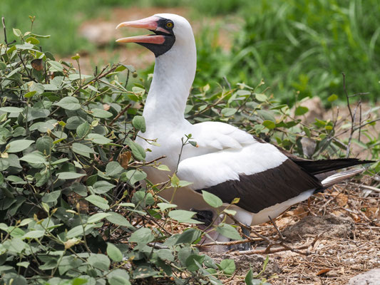 NAZCATÖLPEL, NAZCA BOOBY - SULA GRANTI