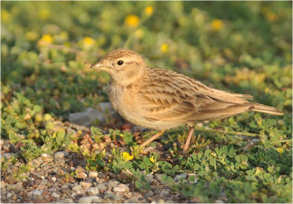 KURZZEHENLERCHE, SHORT-TOED LARK, CALANDRELLA BRACHYDACTYLA
