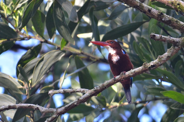 BRAUNLIEST, WHITE-THROATED KINGFISHER, HALYCON SMYRNENSIS