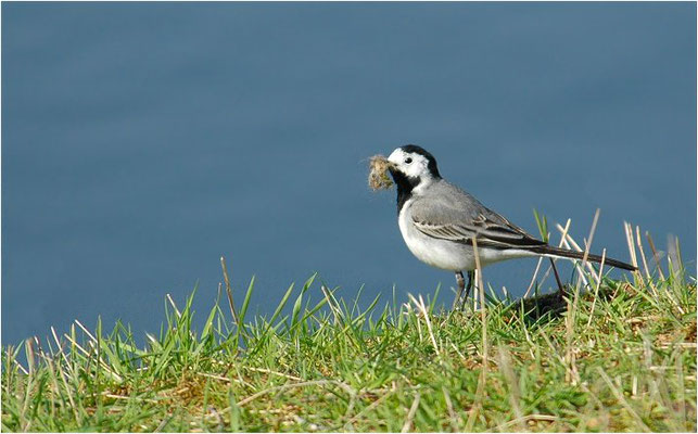 BACHSTELZE,WHITE WAGTAIL, MOTACILLA ALBA