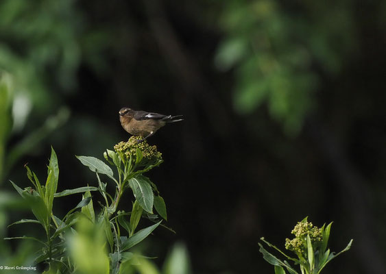 WEISSSTIRN-SPITZSCHNABEL, CINEREOUS CONEBILL - CONIROSTRUM CINEREUM