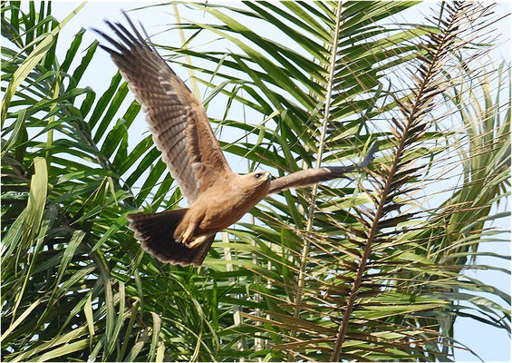 RAUBADLER, TAWNY EAGLE, AQUILA RAPAX