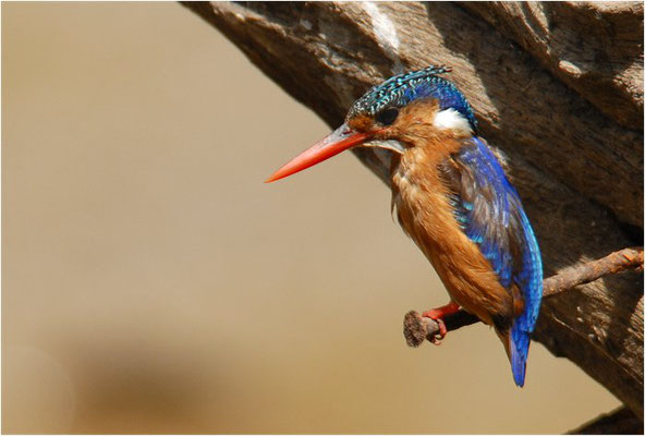 ZWERGHAUBENFISCHER, MELACHITE KINGFISHER, ALCEDO CRISTAT