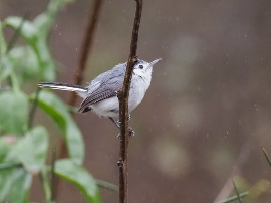 Weißbrauen-Mückenfänger, White-browed Gnatcatcher - Polioptila bileneata