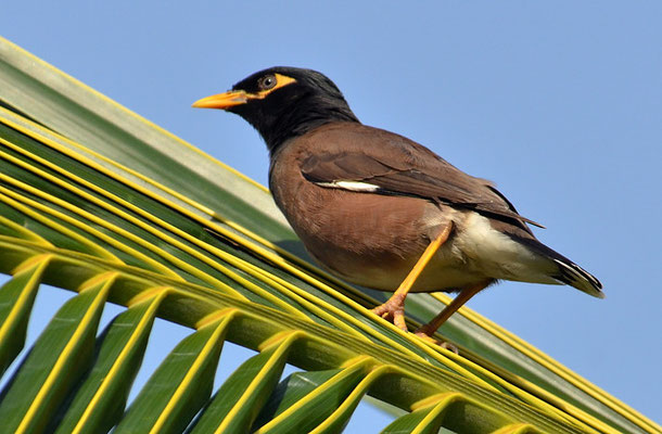 HIRTENMAINA, COMMON MYNA, ACRIDOTHERES TRISTIS