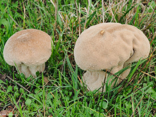 Beutelstäubling - Calvatia excipuliformis