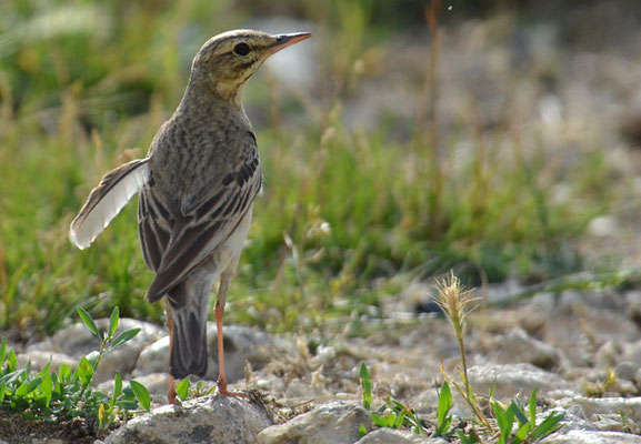 BRACHPIEPER, TAWNY PIPIT, ANTHUS CAMPESTRIS