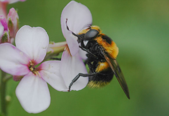 HUMMEL-WALDSCHWEBFLIEGE, VOLUCELLA BOMBYLANS