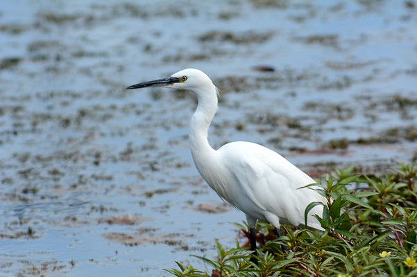 SEIDENREIHER., LITTLE EGRET, EGRETTA GARZETTA