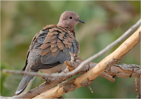 PALMTAUBE, LAUGHING DOVE, STREPTOPELIA SENEGALENSIS