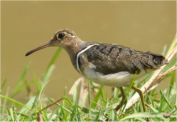 GOLDSCHNEPFE, GREATER PAINTED-SNIPE, ROSTRATULA BENGHALENSIS