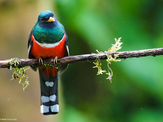 MASKENTROGON, MASKED TROGON - TROGON PERSONATUS