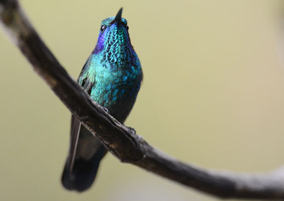 KLEINER VEILCHENOHRKOLIBRI, GREEN VIOLET-EAR, COLIBRI THALASSINUS