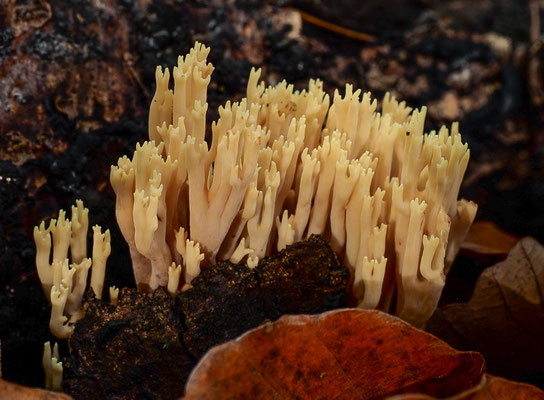 Zum Glück erwecken nicht alle das Interesse der Pilzsammler, so dass sie für den Wald und die Allgemeinheit erhalten bleiben.
