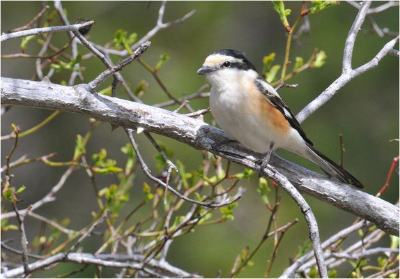 MASKENWÜRGER, MASKED SHRIKE, LANIUS NUBICUS