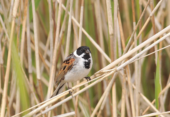 ROHRAMMER, REED BUNTING, EMBERIZA SCHOENICLUS