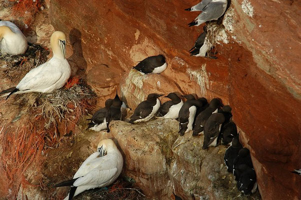 TROTTELLUMME, GUILLEMOT, URIA AALGE