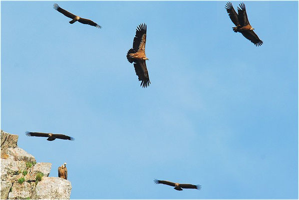 GÄNSEGEIER, GRIFFON VULTURE, GYPS FULVUS
