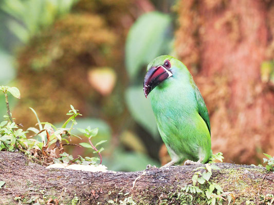 Blutbürzelarassari, Crimson-rumped Toucanet - Aulacorhynchus haematopygus