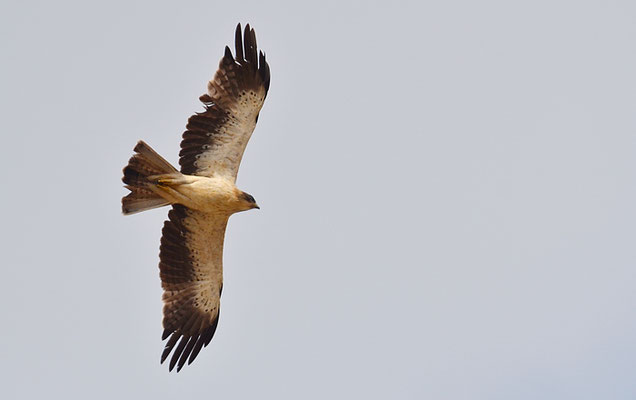 ZWERGADLER, BOOTED EAGLE, AQUILA PENNATA