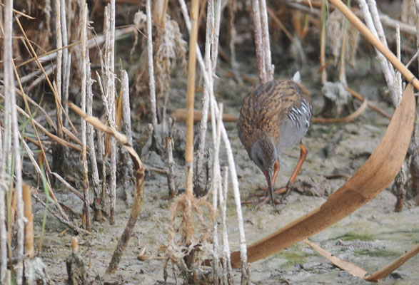 WASSERRALLE, WATER RAIL, RALLUS AQUATICUS