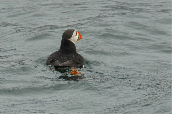 PAPAGEITAUCHER, ATLANTIC PUFFIN, FRATERCULA ARCTICA