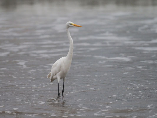 SILBERREIHER, GREAT EGRET - ARDEA ALBA