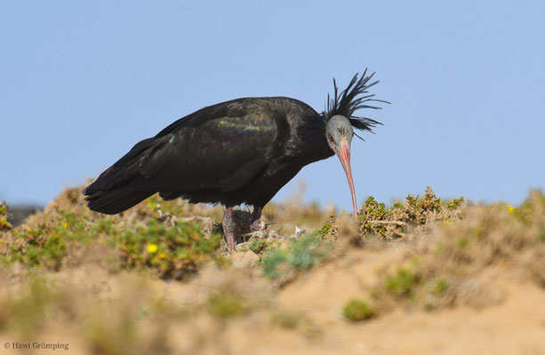 WALDRAPP, BALD IBIS, GERONTICUS EREMITA