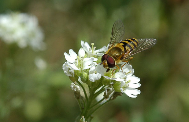 GROSSE SCHWEBFLIEGE, SYRPHUS RIBESII