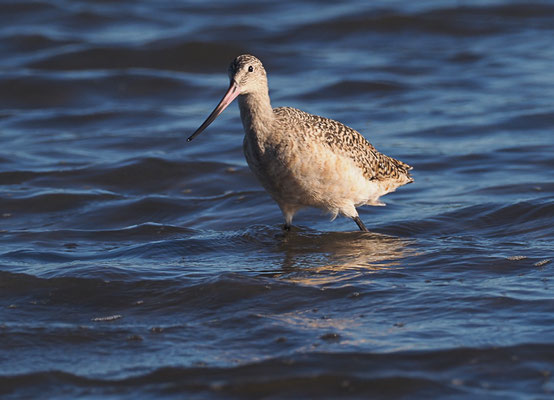 MARMORSCHNEPFE, MARBLED GODWIT, LIMOSA FEDOA