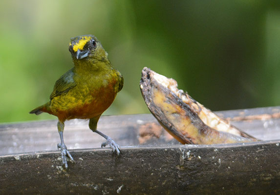OLIVRÜCKENORGANIST, OLIVE-BACKED EUPHONIA, EUPHONIA GOULDI