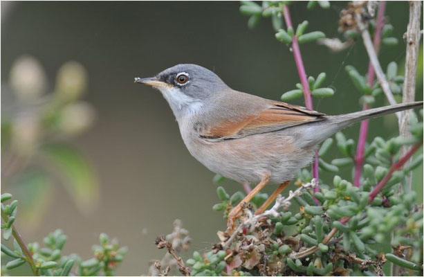 BRILLENGRASMÜCKE, SPECTACELED WARBLER, SILVIA CONSPICILLATA