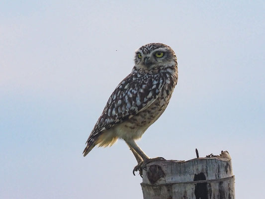 KANINCHENEULE, BURROWING OWL - ATHENE CUNICULARIA