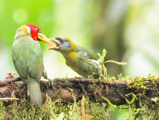 Andenbartvogel, Red-headed Barbet -  Eubucco bourcierii
