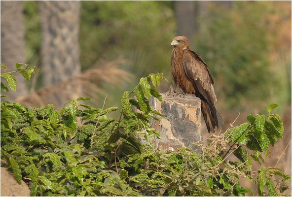 HÖHLENWEIHE, AFRICAN HARRIER-HAWK, POLYBOROIDES TYPUS